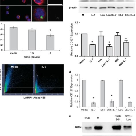 Pdf Il 7 Induces Clathrin Mediated Endocytosis Of Cd127 And