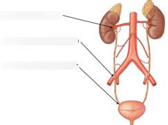 Constrictions Of The Ureter Diagram Quizlet