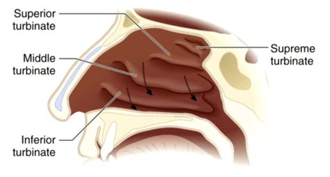 15 Clinical Anatomy Laryngoscopy Bronchoscopy Intubation Flashcards