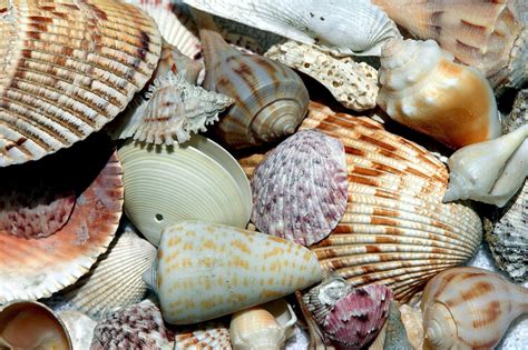 Shelling Guide In Lovers Key Florida Lovers Key Adventures