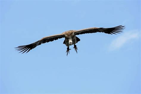 Kostenlose Bild Condor Flug Raptor Tierwelt Natur Feder Vogel