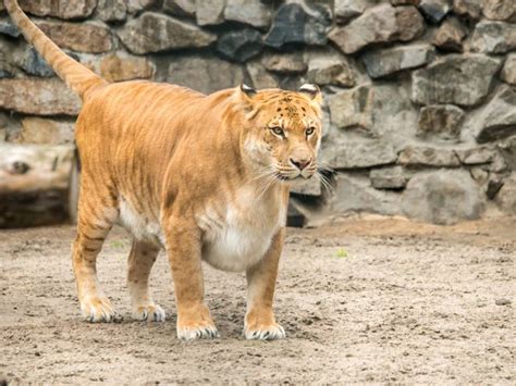 LIGER Panthera: 18 Astonishing Liger Facts - Fact Animal