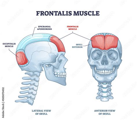 Frontalis muscle with human head facial muscular system outline diagram. Labeled educational ...