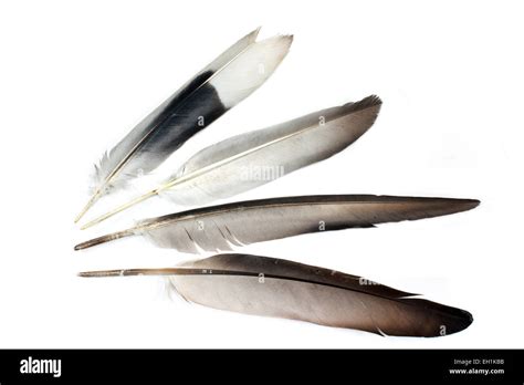 Feathers Isolated On White Stock Photo Alamy