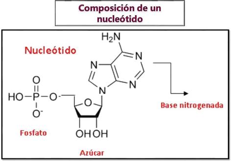 Formula Quimica Y Estructural De Los Componentes De Los Nucleotidos