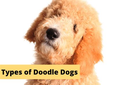 28 Popular + Rare Types of Doodle Dogs