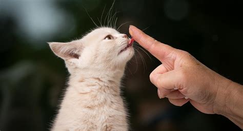 ¿por Qué Te Lame Tu Gato 6 Explicaciones Sobre Este Comportamiento