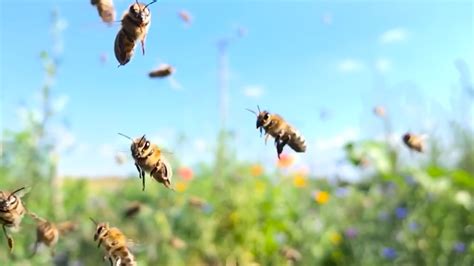 Cient Ficos Declararon A Las Abejas Como El Ser Vivo M S Importante Del