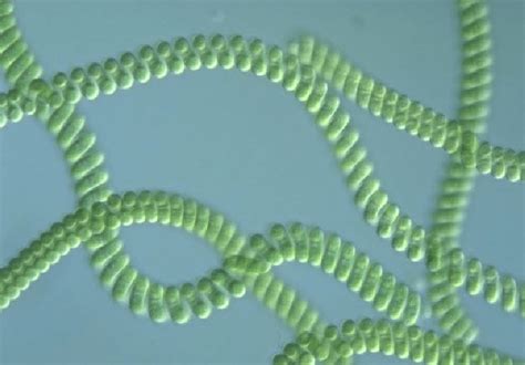 Microscopic View Of Spirulina Download Scientific Diagram