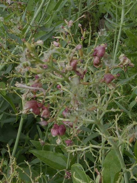 Centranthus Longifolius Steven Pflanzengallen Dr Hans Buhr