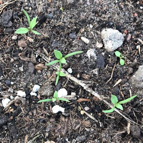 Papaver Somniferum Seedlings From Pods To Seeds Plants