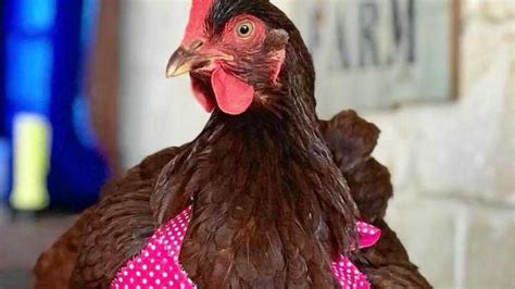 Chicken Bikini Pictures Telegraph