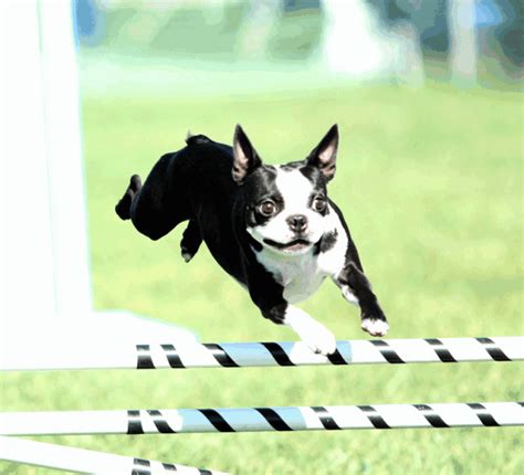 Agility Classes At Canine Behavior Center In Redmond 85 Boston