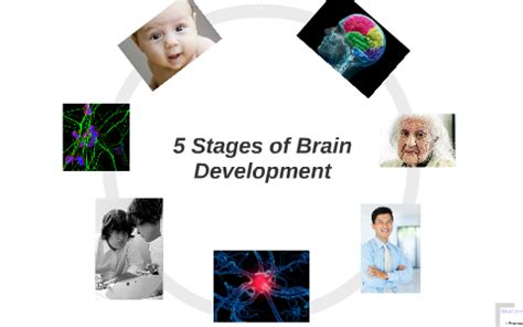 5 Stages of Brain Development by Isabella B on Prezi