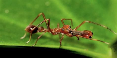 Why Are MILLIONS of People Keeping ANTS as PETS? : ants