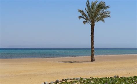Beach Red Sea Palm - Free photo on Pixabay - Pixabay