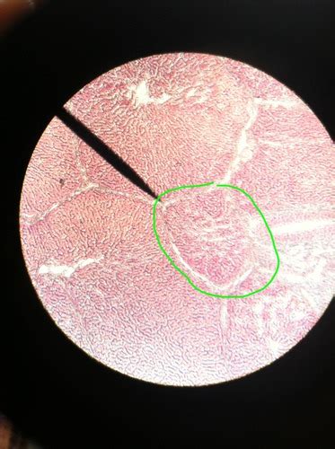 Ch 23 Digestive System LAB Flashcards Quizlet