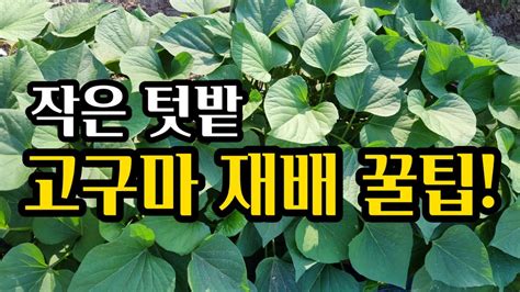 작은 텃밭에 효율적인 고구마 재배는2022626고구마고구마다수확고구마줄기억제방법고구마재배방법 Youtube