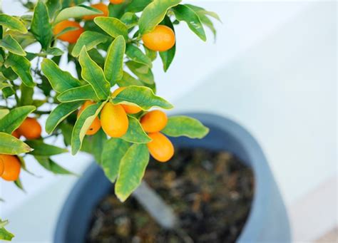 How To Grow An Indoor Citrus Tree Purewow