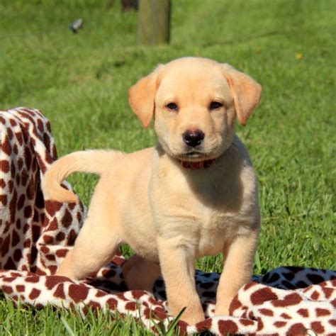 Yellow Labrador Retriever Puppies For Sale Greenfield Puppies