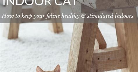 Liked On Pinterest How To Keep An Indoor Cat Happy And Stimulated