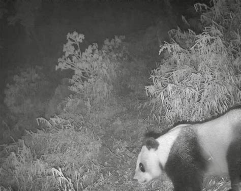 Fifty Smart Infrared Cameras Newly Installed In Chengdu Area Of Giant Panda National Park