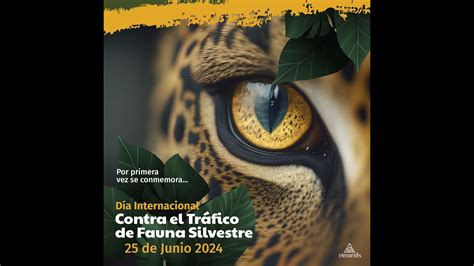 Ecuador se une Contra el Tráfico de Fauna Silvestre YouTube