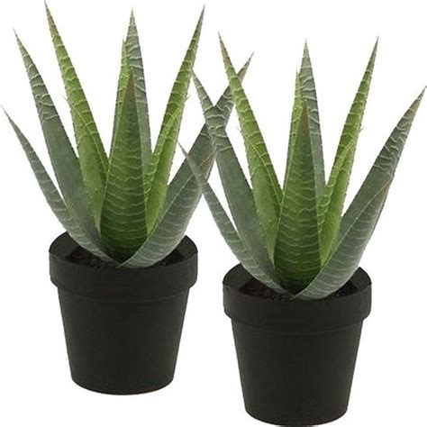 X Kunstplant Aloe Vera Groen In Pot Cm Kamerplant Groene Aloe