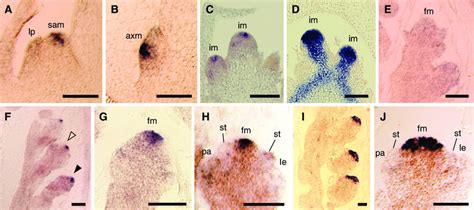 In Situ Localization Of Fon2 And Osh1 A B In Situ Localization Of