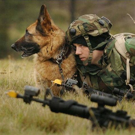 15 Photos Of Military Service Dogs That Prove They Are More Than Just