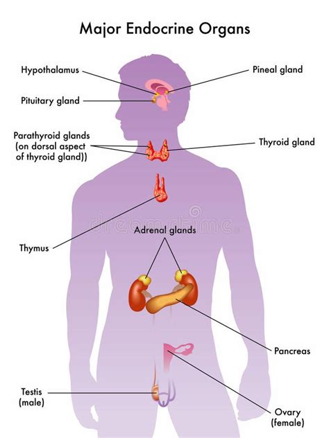 Parts Of Endocrine System