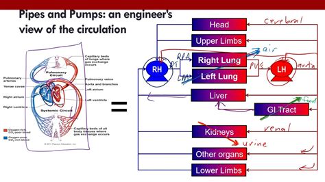 Cardiovascular System Introduction Pdf