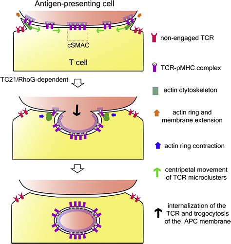 T Cell Receptor Internalization From The Immunological Synapse Is