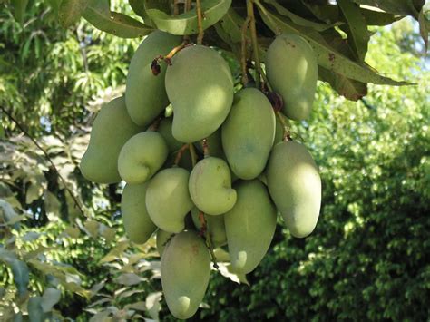 Mango Tree Vermont Farms Horticulture