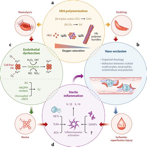 Pathophysiology Of Sickle Cell Disease Semantic Scholar