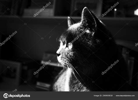 Black Cat White Eyes — Stock Photo © Imaginechina Tuchong 290905818