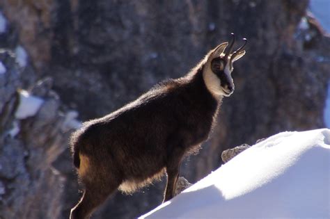 Wildlife Watching Nel Parco Nazionale Del Gran Paradiso Freedome