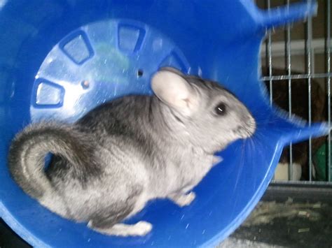 My Chinchilla Cinder Chinchilla Photo 24837199 Fanpop