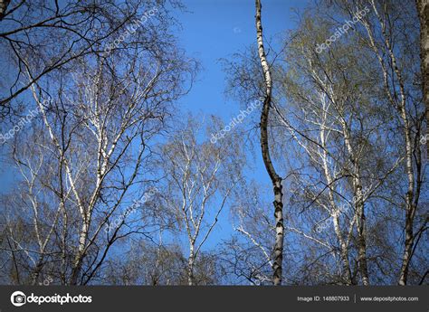 Birch Grove Sky — Stock Photo © Romvo79 148807933