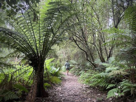 exploring  rainforests  great otway national park camping