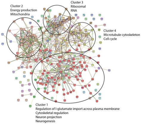 IJMS Free Full Text Secreted Amyloid Precursor Protein Alpha sAPPα