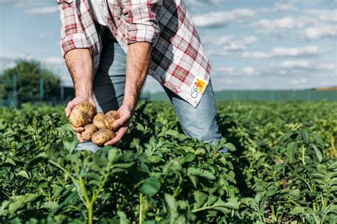 Horta Como Plantar Batata Solanum Tuberosum Artigos Cursos A