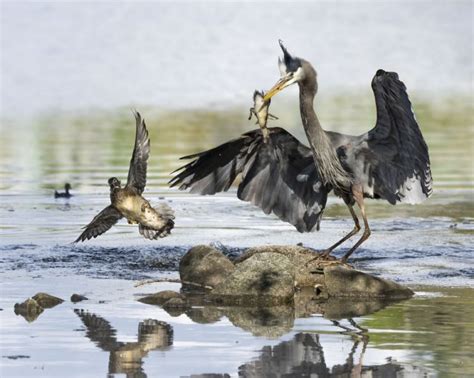 Do herons eat baby ducks? - Birdful