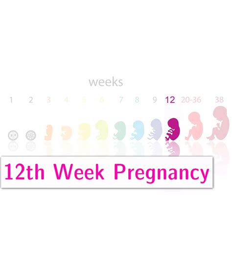 Pregnancy Week By Week Symptoms Baby Development And Body Changes