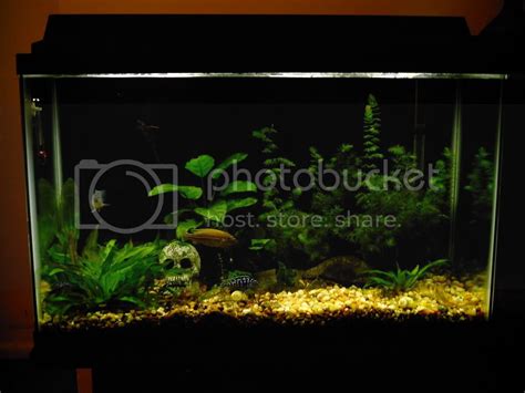 my 29 gallon | Aquatic Plant Forum