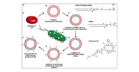 Erythro PmBs A Selective Polymyxin B Delivery System Using Antibody