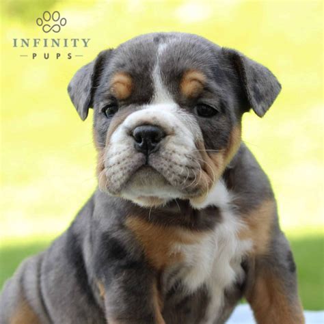 Hector - AKC • English Bulldog • Infinity Pups