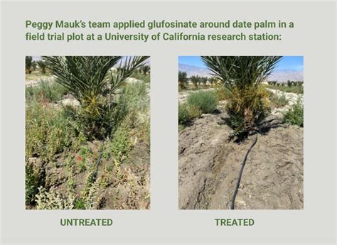 Ir Works With Weed Scientists To Expand Glufosinate Label Ir Project