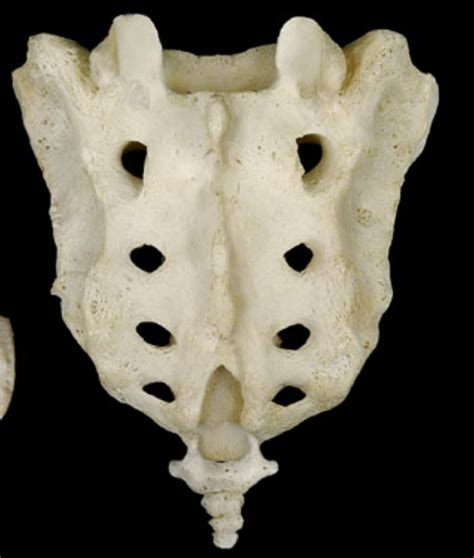 Sacrum Coccyx Diagram Quizlet