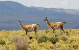 argentina facts national geographic kids